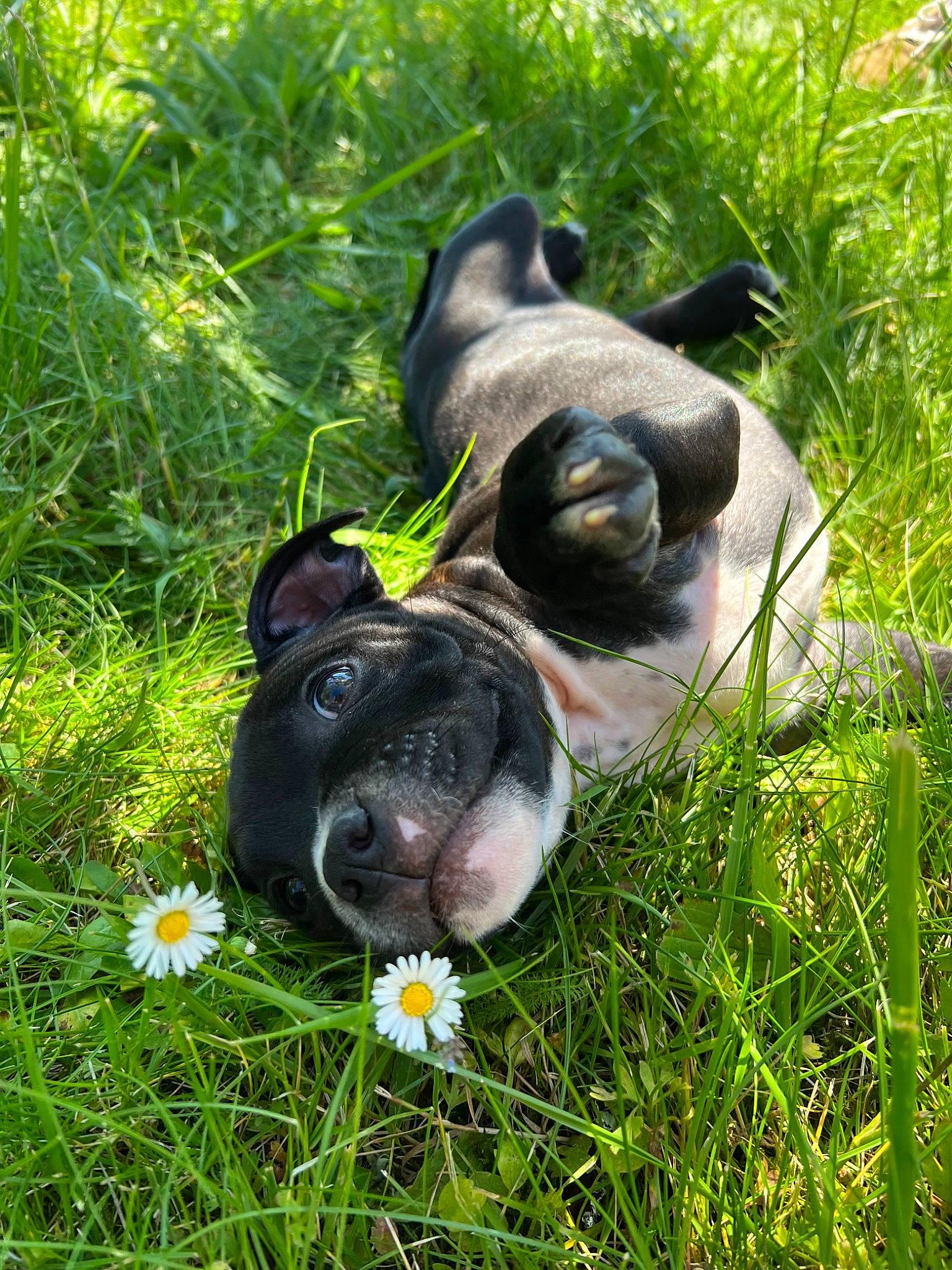 Fury participe au concours pour gagner de l'argent avec cette photo : bulldog, canidae, carnivore, companion_dog, dog, dog_breed, fawn, flower, grass, grass_family, grassland, groundcover, herbaceous_plant, lawn, petal, plant, snout, sporting_group, terrestrial_animal, working_animal