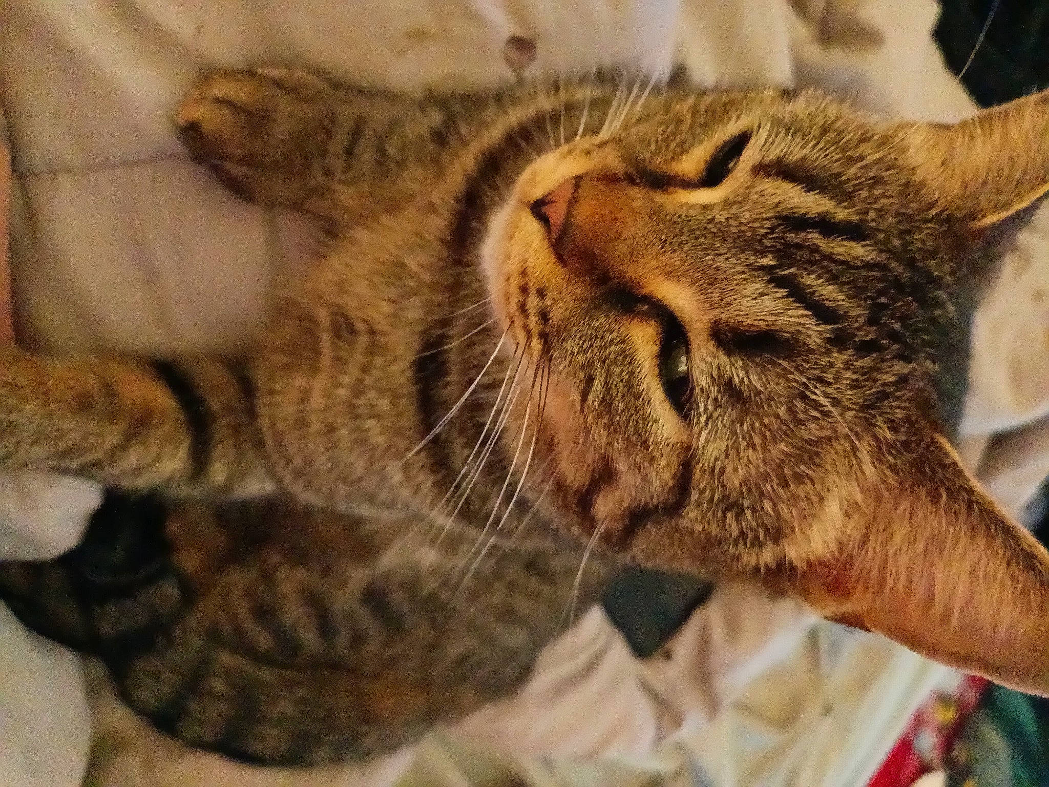 Skittles joined the competition — help win amazing prizes! bobcat, carnivore, cat, claw, comfort, domestic_short_haired_cat, ear, felidae, fur, nap, paw, sleep, small_to_medium_sized_cats, snout, terrestrial_animal, whiskers, wildlife