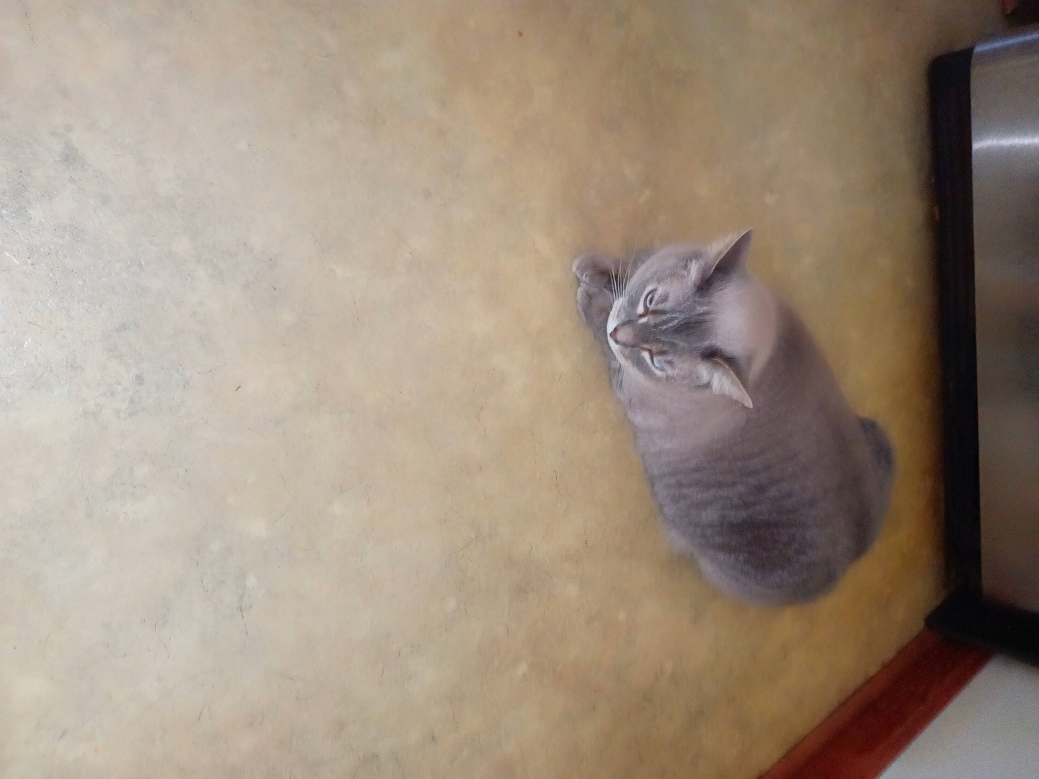 Snow is registered to the contest to win money with this photo: box, carnivore, cat, domestic_short_haired_cat, felidae, flooring, fur, hardwood, paw, shelf, small_to_medium_sized_cats, tail, whiskers, window, wood