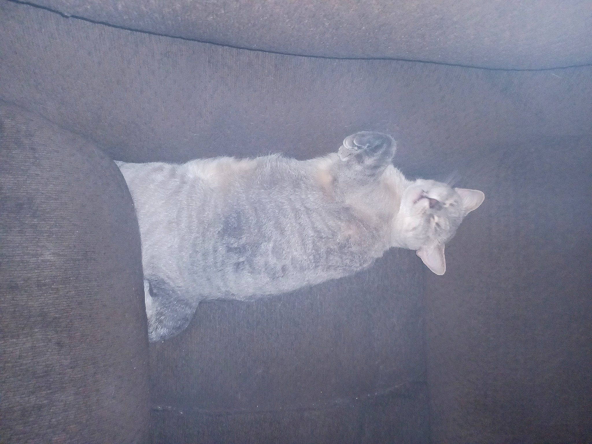 Snow is registered to the contest to win money with this photo: art, carnivore, cat, cloud, comfort, felidae, fur, glass, grey, human_leg, linens, sculpture, sky, sleeve, small_to_medium_sized_cats, tail, tints_and_shades, visual_arts, whiskers, wood