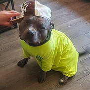 Samson joined the competition — help win amazing prizes! adjusting, animal, baseball_cap, brown_dog, calm, casual, clothing, dog, domestic, expression, floor, hand, hat, indoor, pet, shirt, sideways_hat, sitting, wooden_floor, yellow_shirt