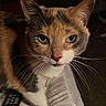 Callie joined the competition — help win amazing prizes! cat, pet, animal, portrait, close_up, whiskers, green_eyes, pointed_ears, tabby, white_chest, brown_fur, sitting, lap, blanket, remote_control, television, indoors, living_room, cozy, photography