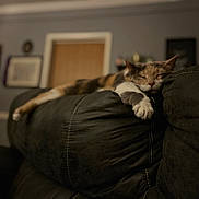 Callie joined the competition — help win amazing prizes! cat, calico_cat, sleeping, sleepy, pet, animal, feline, couch, sofa, paw, whiskers, ears, indoor, living_room, home, cozy, relaxed, portrait, blurred_background, low_light