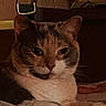 Callie joined the competition — help win amazing prizes! cat, tabby, white_chest, pet, feline, animal, sitting, portrait, indoors, blanket, couch, furniture, warm_lighting, dim_light, whiskers, ears, eyes, brown_fur, relaxed, home