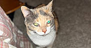 Callie is registered to the contest to win money with this photo: cat, calico_cat, feline, pet, animal, face, eyes, ears, whiskers, standing, indoor, carpet, blanket, plaid, furniture, home, portrait, close_up, colorful, judgmental