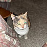 cat, calico_cat, feline, pet, animal, face, eyes, ears, whiskers, standing, indoor, carpet, blanket, plaid, furniture, home, portrait, close_up, colorful, judgmental