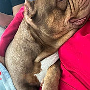Athena joined the competition — help win amazing prizes! animal, blanket, close_up, comfort, companion, cozy, cute, dog, fur, human_arm, indoor, paw, pet, red_shirt, relaxed, resting, snuggling, soft_texture, warmth, wrinkles