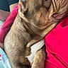 animal, blanket, close_up, comfort, companion, cozy, cute, dog, fur, human_arm, indoor, paw, pet, red_shirt, relaxed, resting, snuggling, soft_texture, warmth, wrinkles