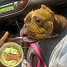 Athena is registered to the contest to win money with this photo: animal, brown_dog, bulldog, can, car_interior, closeup, cup, dashboard, dog, dog_biscuit, hand, indoor, looking, person, pet, pink_strap, seat, seatbelt, transportation, waiting