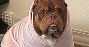 Athena joined the competition — help win amazing prizes! animal, brown_dog, bulldog, canine, cozy, cute, dog, dog_face, domestic_animal, floor, indoor, looking_at_camera, pet, pet_clothing, pink_hoodie, portrait, sitting, striped_rug, tongue_out, wall_socket