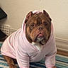animal, brown_dog, bulldog, canine, cozy, cute, dog, dog_face, domestic_animal, floor, indoor, looking_at_camera, pet, pet_clothing, pink_hoodie, portrait, sitting, striped_rug, tongue_out, wall_socket