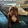 Athena is registered to the contest to win money with this photo: blanket, brown_dog, bulldog, couch, cozy, cup, curtains, daylight, dog, floor, furniture, home, indoor, living_room, person, pet, plant, relaxing, white_chest, window
