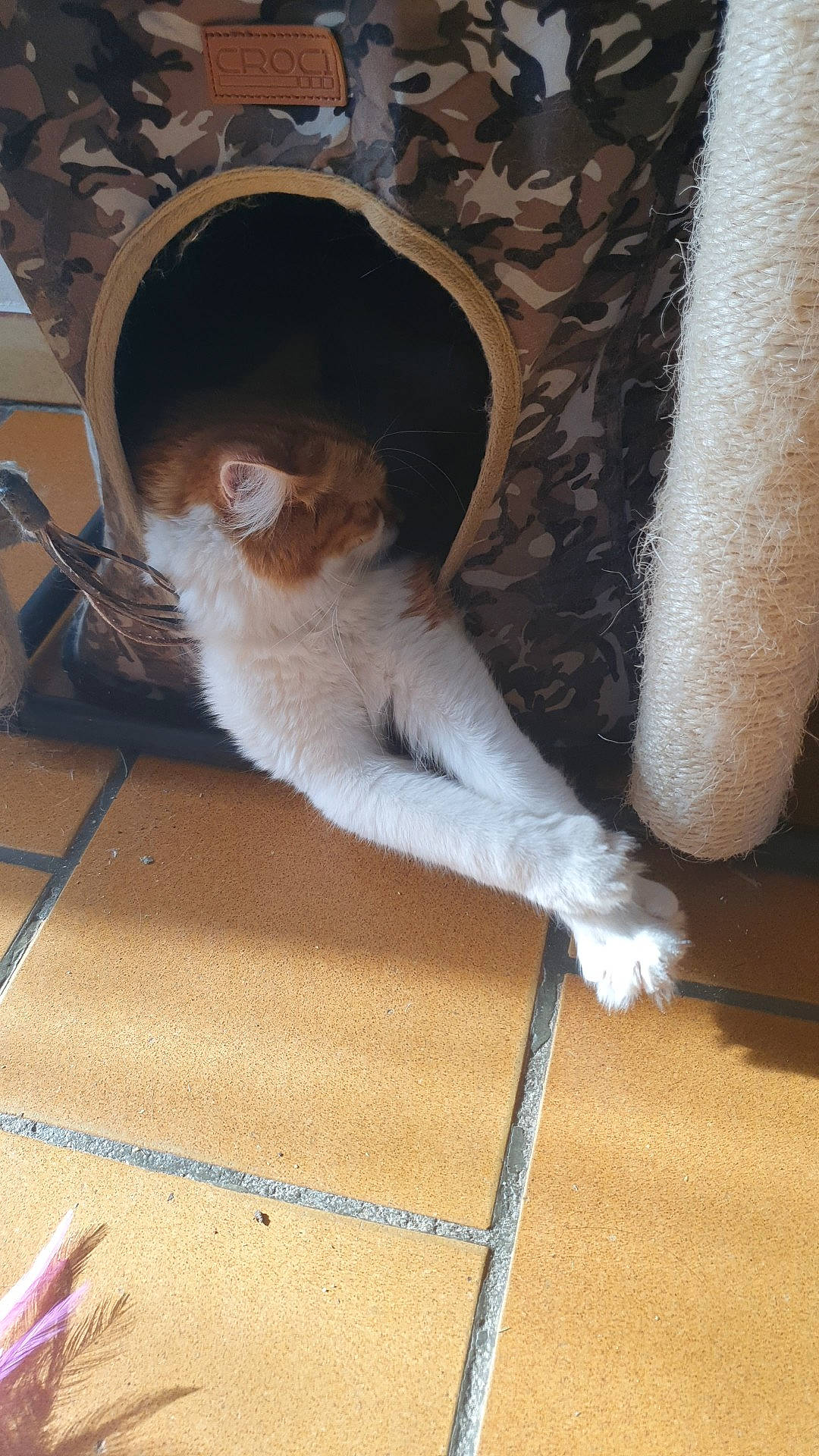 Mistral a rejoint le concours — aidez-le/la à gagner de superbes lots ! canidae, carnivore, chair, companion_dog, dog_breed, fawn, felidae, flooring, fur, hardwood, hat, sitting, small_to_medium_sized_cats, snout, sporting_group, sun_hat, sunglasses, tail, whiskers, wood