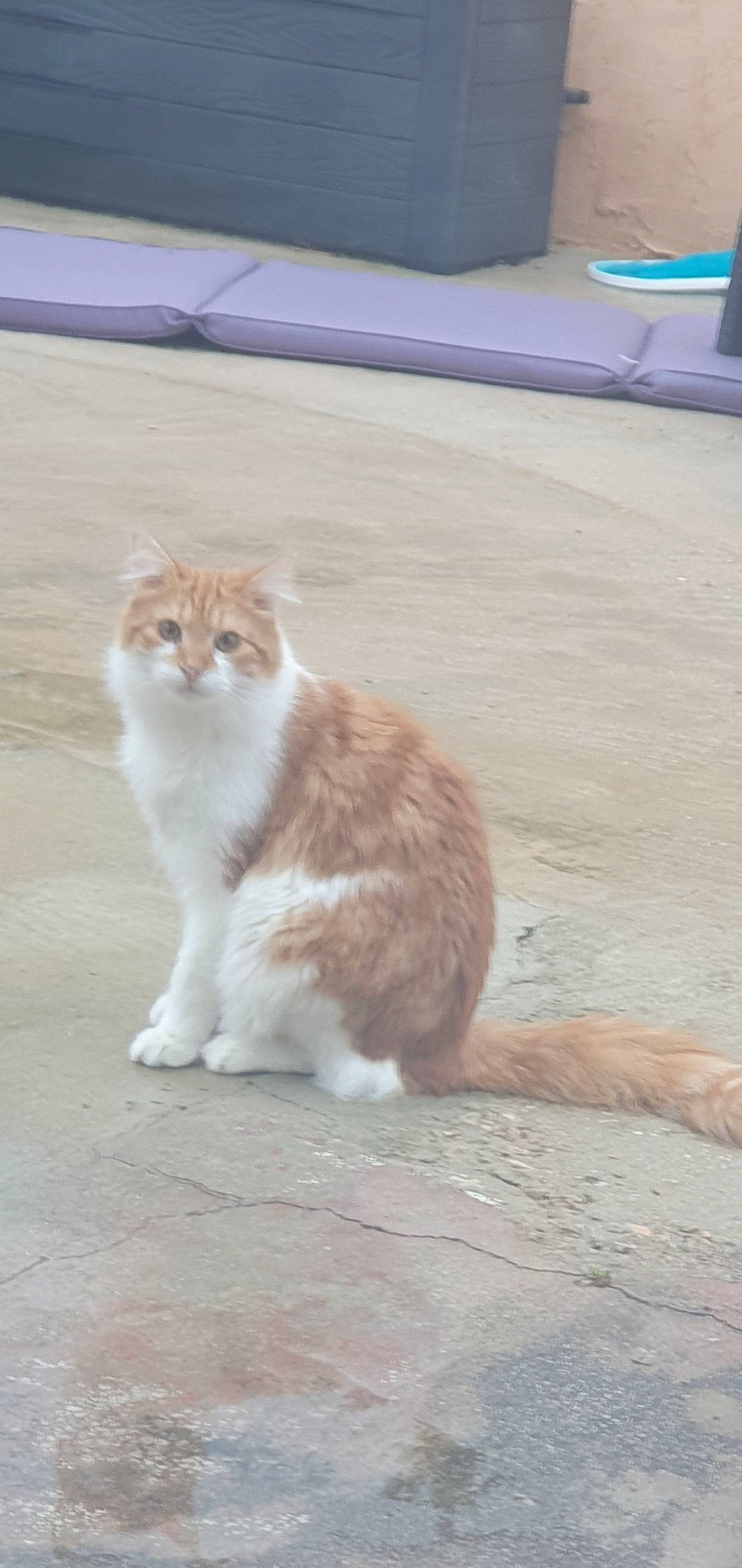 Mistral a rejoint le concours — aidez-le/la à gagner de superbes lots ! asphalt, carnivore, cat, claw, domestic_short_haired_cat, fawn, felidae, floor, flooring, fur, grass, hardwood, paw, road_surface, small_to_medium_sized_cats, snout, tail, terrestrial_animal, whiskers, wood