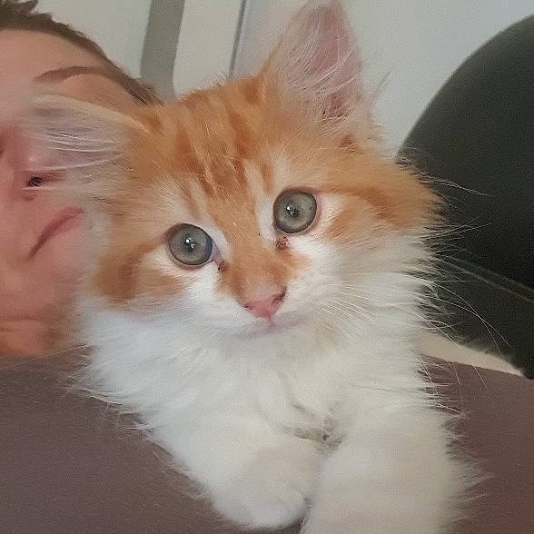 Mistral participe au concours pour gagner de l'argent avec cette photo : carnivore, cat, claw, domestic_short_haired_cat, fawn, felidae, fur, paw, sitting, small_to_medium_sized_cats, snout, tail, whiskers, window