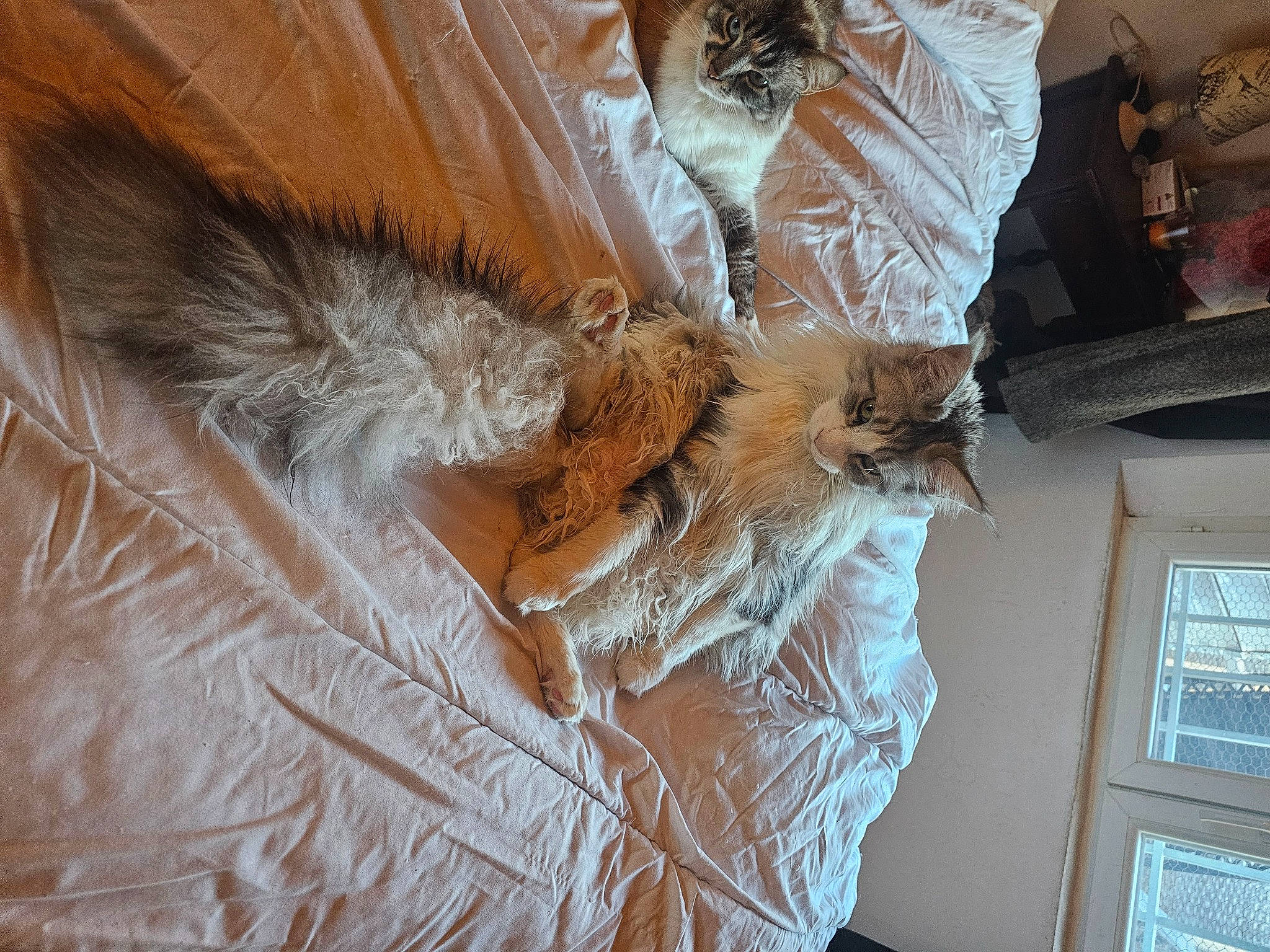 Plume a rejoint le concours — aidez-le/la à gagner de superbes lots ! collar, comfort, embellishment, fashion_accessory, fashion_design, feather, fur, linens, natural_material, pattern, peach, room, sleeve, textile, window, wood, wrist