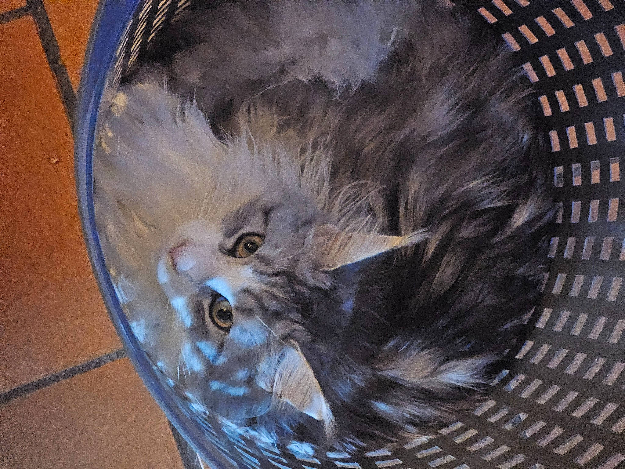 Plume participe au concours pour gagner de l'argent avec cette photo : art, automotive_tire, basket, carnivore, cat, cat_supply, circle, fashion_accessory, felidae, fur, glass, metal, pet_supply, plastic_bag, rim, small_to_medium_sized_cats, snout, tableware, tail, whiskers