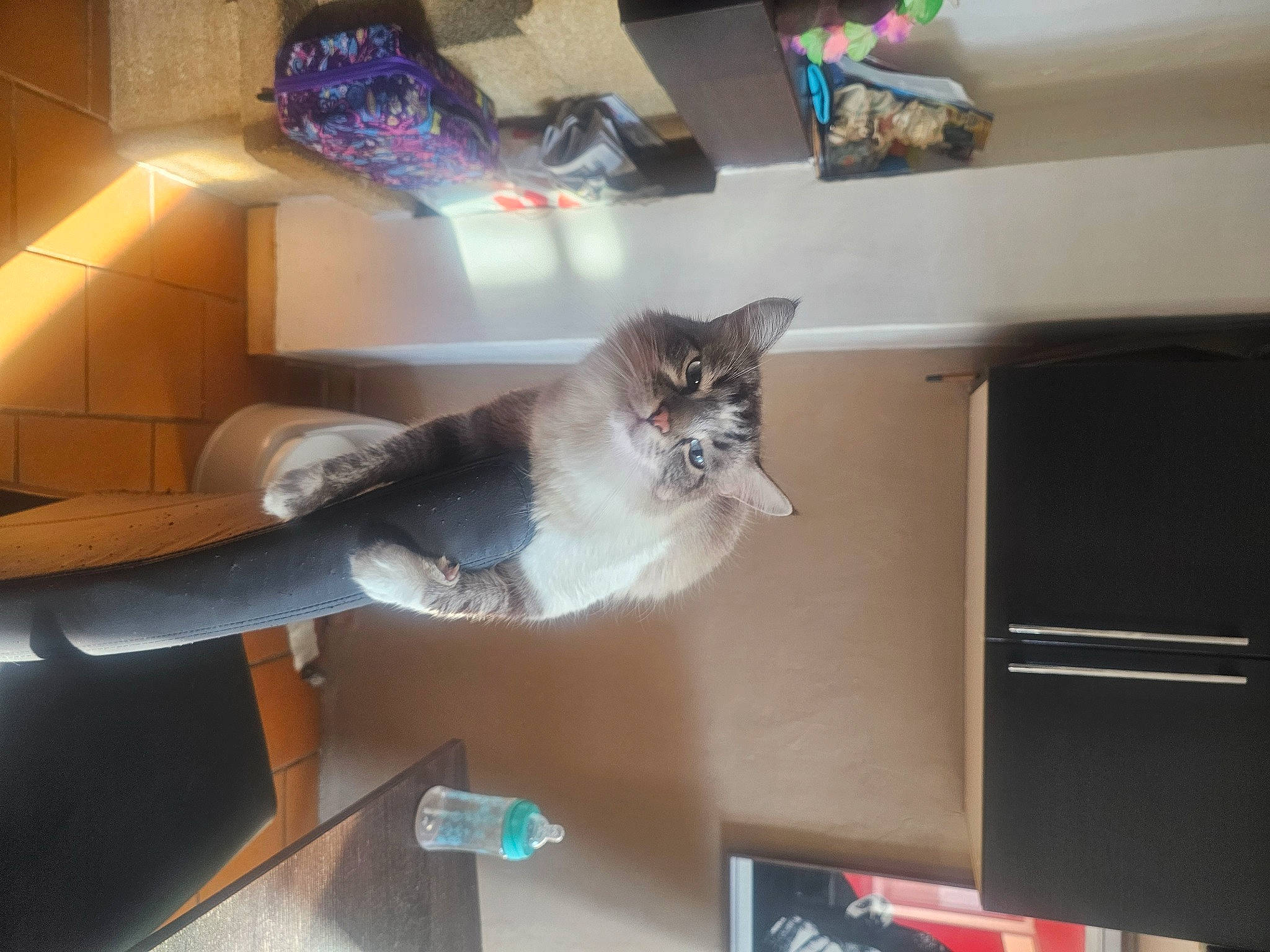 Kafe participe au concours pour gagner de l'argent avec cette photo : carnivore, cat, ceiling, comfort, domestic_short_haired_cat, felidae, flooring, fur, grey, hardwood, room, russian_blue, shelf, shelving, small_to_medium_sized_cats, tail, whiskers, wing, wood