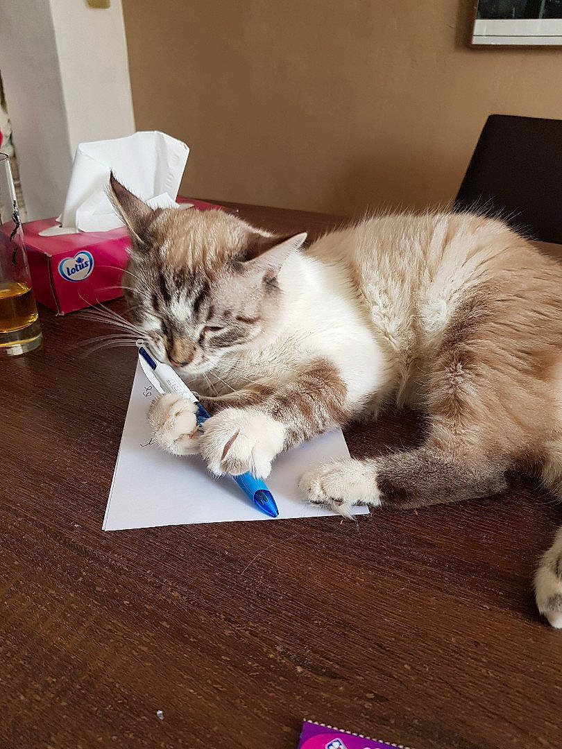 Kafe a rejoint le concours — aidez-le/la à gagner de superbes lots ! box, cardboard, carnivore, cat, claw, comfort, couch, domestic_short_haired_cat, fawn, felidae, flooring, fur, hardwood, paw, small_to_medium_sized_cats, tableware, tail, whiskers, window, wood