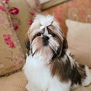 Benny Boone joined the competition — help win amazing prizes! dog, shih_tzu, small_dog, puppy, pet, fluffy, long_hair, white_and_brown, sitting, portrait, indoors, sofa, couch, cushion, living_room, camera_facing, adorable, groomed, toy_breed, phone_screenshot