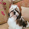 dog, shih_tzu, small_dog, puppy, pet, fluffy, long_hair, white_and_brown, sitting, portrait, indoors, sofa, couch, cushion, living_room, camera_facing, adorable, groomed, toy_breed, phone_screenshot