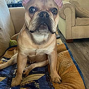Yoda joined the competition — help win amazing prizes! animal, beige, brown, couch, curious, dog, ears, face, floor, french_bulldog, furniture, indoor, living_room, looking, paw, pet, quilt, sitting, vertical_blinds, window
