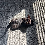 Poppy joined the competition — help win amazing prizes! black_cat, carpet, cat, cute, floor, fur, indoor, kitten, looking_up, pet, relaxed, shadow, small_animal, stripes, sunbeam, sunlight, tail, texture, whiskers, yellow_eyes