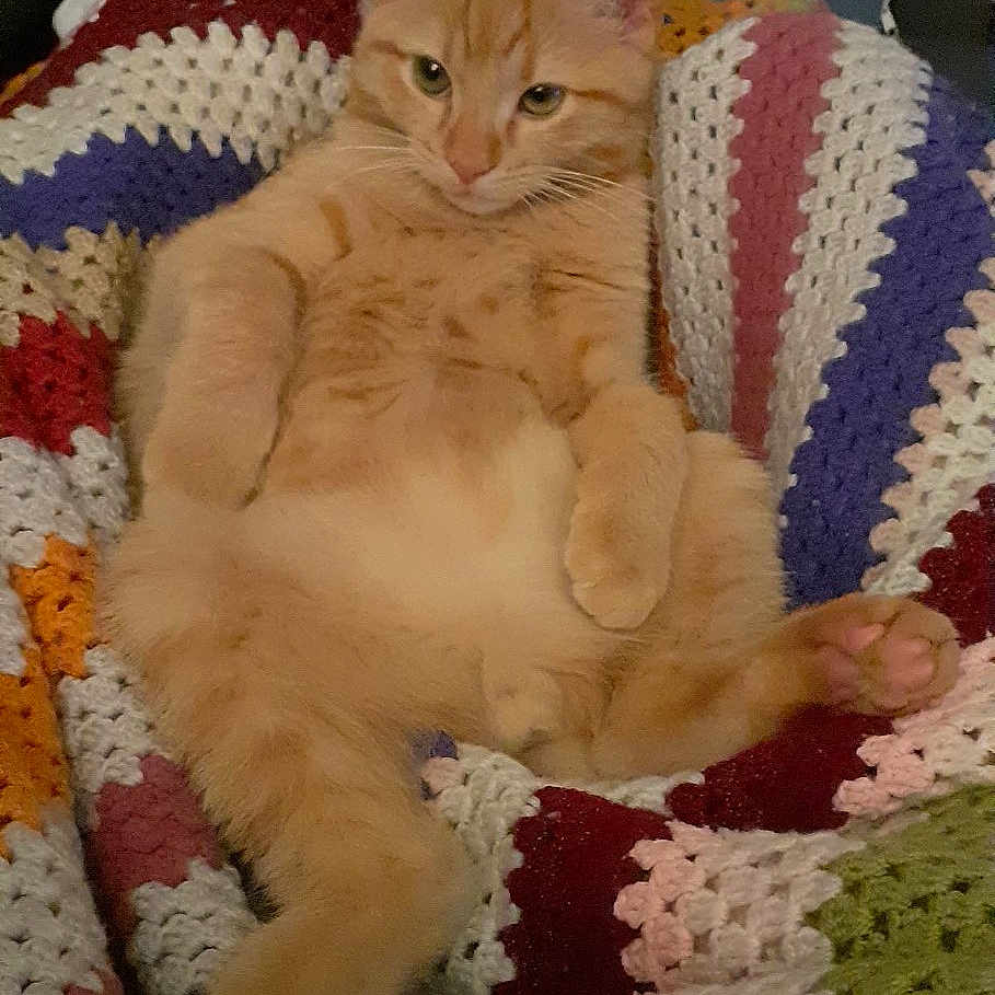 Jonesy participe au concours pour gagner de l'argent avec cette photo : animal, cat, colorful, comfort, cozy, crocheted_blanket, cute, domestic_cat, feline, fur, home, indoor, laying_down, orange_tabby, paws, pet, relaxed, resting, soft_texture, whiskers