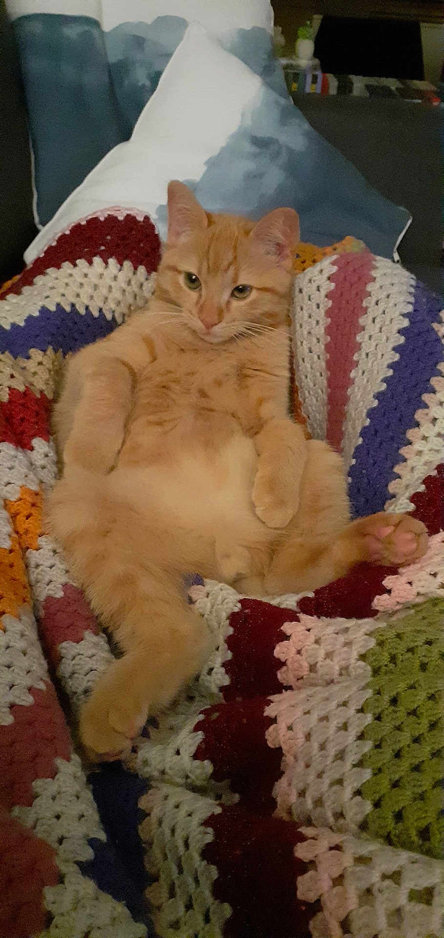 Jonesy participe au concours pour gagner de l'argent avec cette photo : cat, orange_tabby, crocheted_blanket, indoor, relaxed, feline, pet, cozy, resting, animal, soft_texture, colorful, comfort, laying_down, cute, domestic_cat, whiskers, paws, fur, home