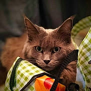 Hadès participe au concours pour gagner de l'argent avec cette photo : cat, brown_cat, pet, animal, indoor, curious, face, ears, eyes, whiskers, bag, green_checkered, orange_tomato, fabric, close_up, portrait, feline, domestic_animal, looking, cute
