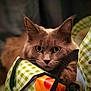 cat, brown_cat, pet, animal, indoor, curious, face, ears, eyes, whiskers, bag, green_checkered, orange_tomato, fabric, close_up, portrait, feline, domestic_animal, looking, cute