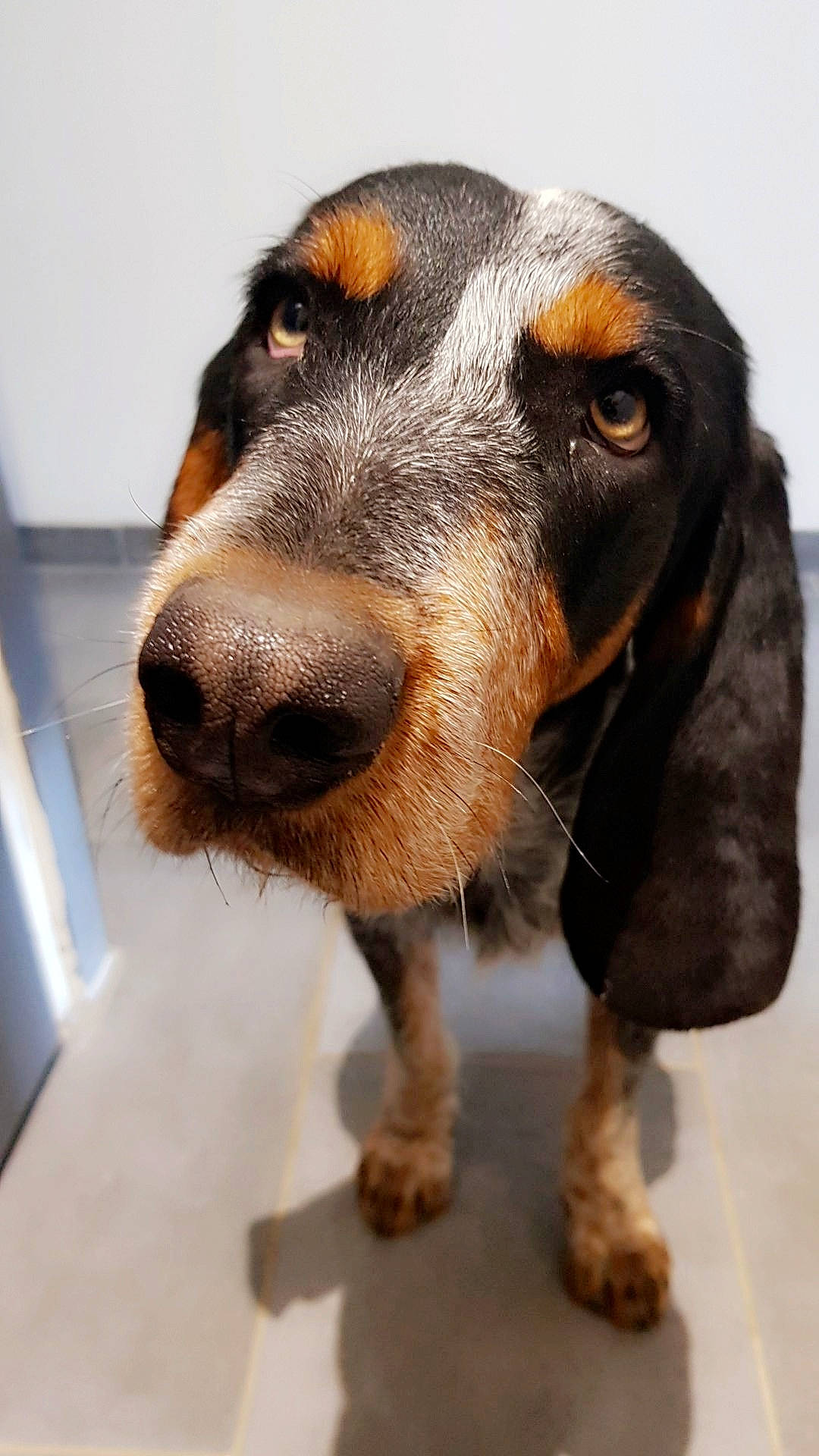Oslo participe au concours pour gagner de l'argent avec cette photo : basset_artesien_normand, basset_bleu_de_gascogne, bruno_jura_hound, canidae, carnivore, companion_dog, dog, dog_breed, hound, hunting_dog, mammal, nose, rare_breed_dog, schweizer_laufhund, snout, sporting_group, vertebrate