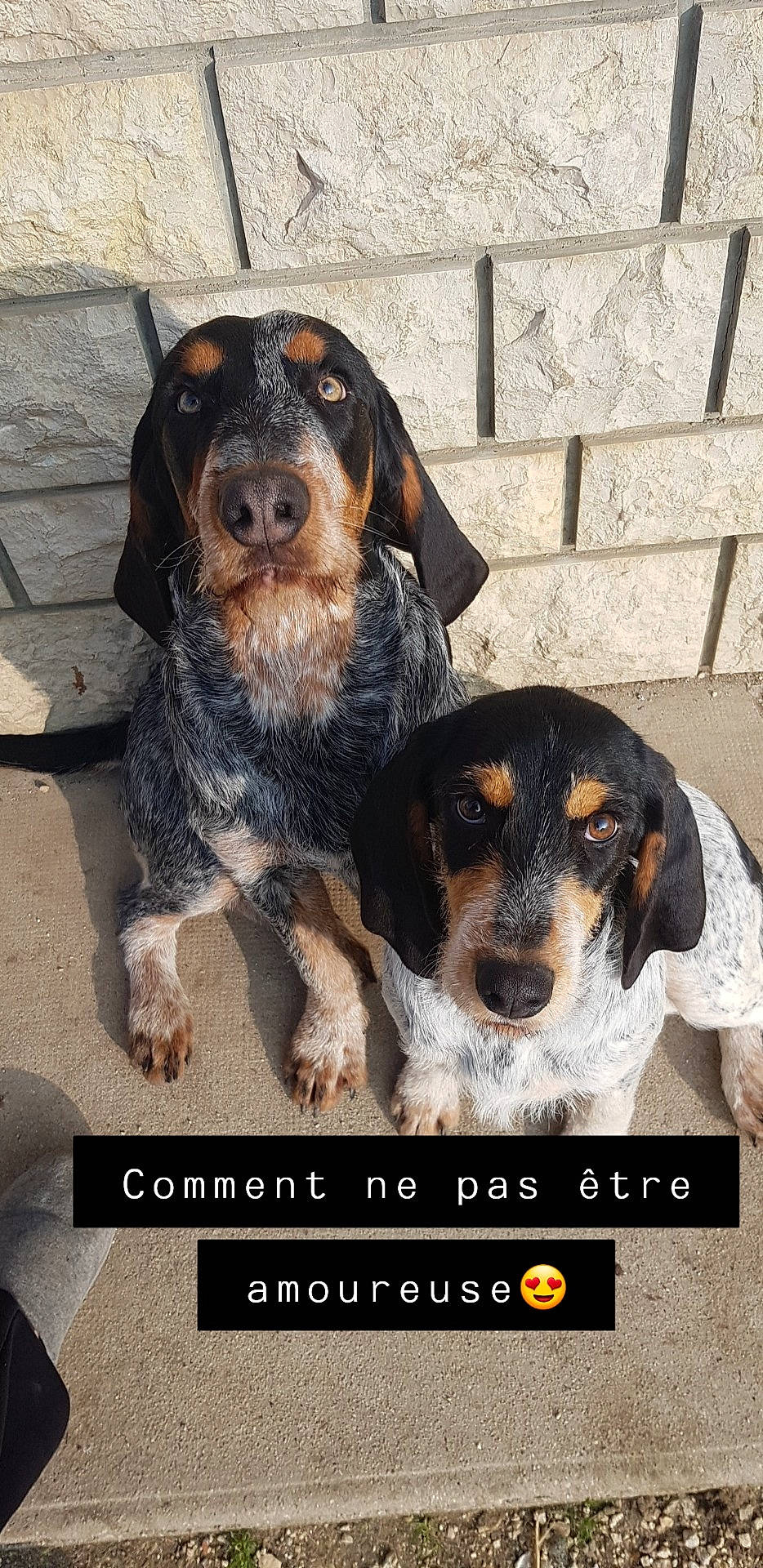 Oslo a rejoint le concours — aidez-le/la à gagner de superbes lots ! basset_bleu_de_gascogne, bluetick_coonhound, canidae, carnivore, companion_dog, coonhound, dachshund, dog, dog_breed, hound, hunting_dog, mammal, photo_caption, puppy, rare_breed_dog, snout, sporting_group, vertebrate