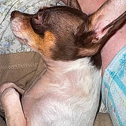 Max is registered to the contest to win money with this photo: dog, small_dog, brown_fur, white_fur, pet, sleeping, close_up, blanket, fabric, resting, cozy, animal, domestic_animal, ear, paw, fur, skin, human_arm, indoors, nap