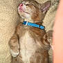 Bunson is registered to the contest to win money with this photo: kitten, sleeping, orange_tabby, collar, blue_collar, fur, whiskers, pet, animal, cute, cozy, blanket, soft, resting, young_cat, feline, indoor, adorable, nap, peaceful