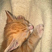 Bunson joined the competition — help win amazing prizes! kitten, cat, sleeping, orange_tabby, paw, fur, pet, cute, cozy, blanket, animal, closeup, resting, soft, young, whiskers, domestic_cat, feline, nap, adorable