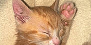 Bunson joined the competition — help win amazing prizes! kitten, cat, sleeping, orange_tabby, paw, pink_paw_pads, fur, whiskers, ears, nose, closed_eyes, blanket, soft_texture, cute, pet, animal, domestic_cat, resting, cozy, young