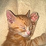 kitten, cat, sleeping, orange_tabby, paw, pink_paw_pads, fur, whiskers, ears, nose, closed_eyes, blanket, soft_texture, cute, pet, animal, domestic_cat, resting, cozy, young