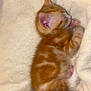Bunson joined the competition — help win amazing prizes! kitten, orange_tabby, sleeping, paw_pads, soft_blanket, cozy, fur, animal, pet, cute, small, resting, closeup, indoors, young, feline, adorable, warm, peaceful, nap