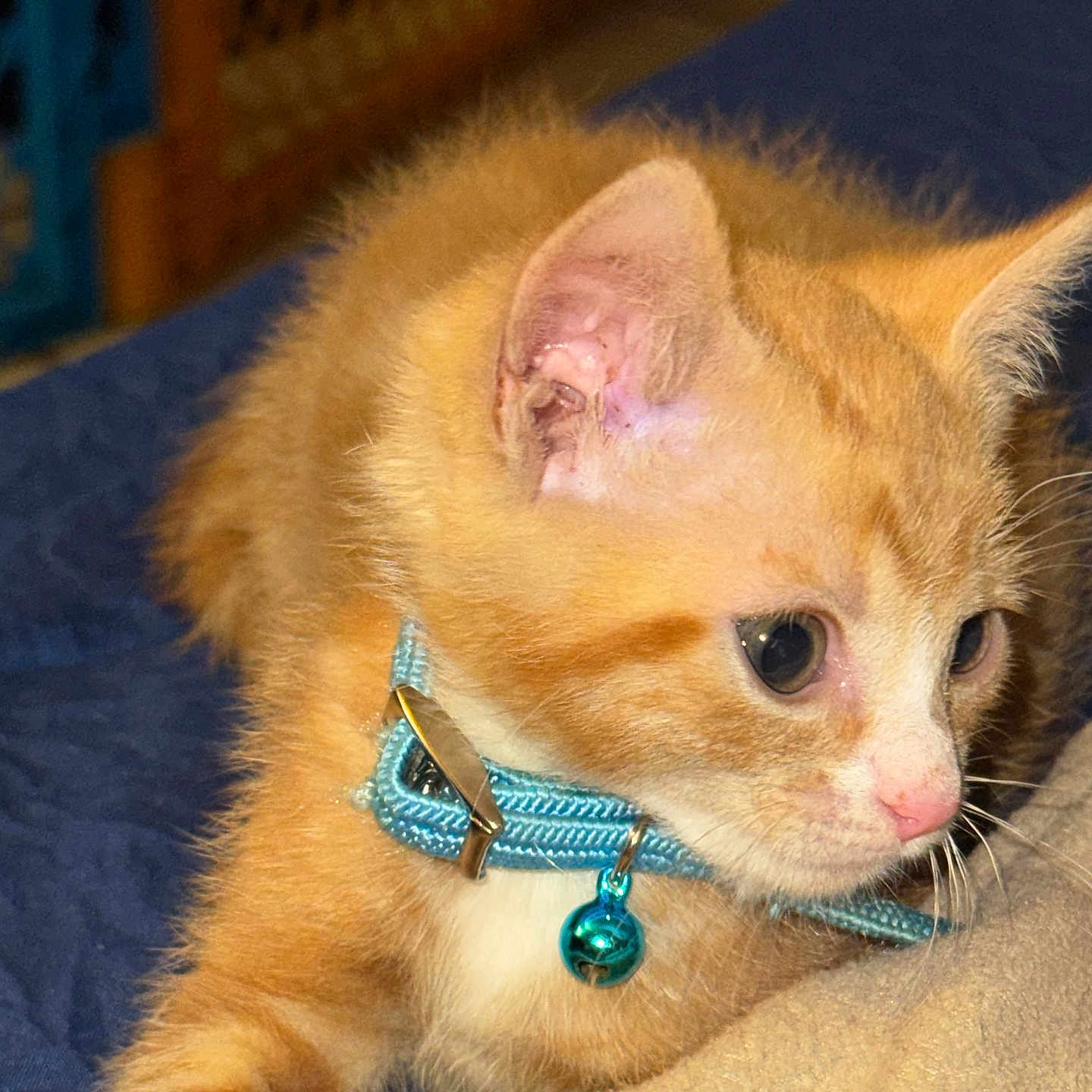 Bunson joined the competition — help win amazing prizes! animal, bell, blanket, cat, closeup, collar, curious, cute, domestic_cat, ears, feline, fur, indoor, kitten, orange_tabby, pet, resting, soft, whiskers, young_animal