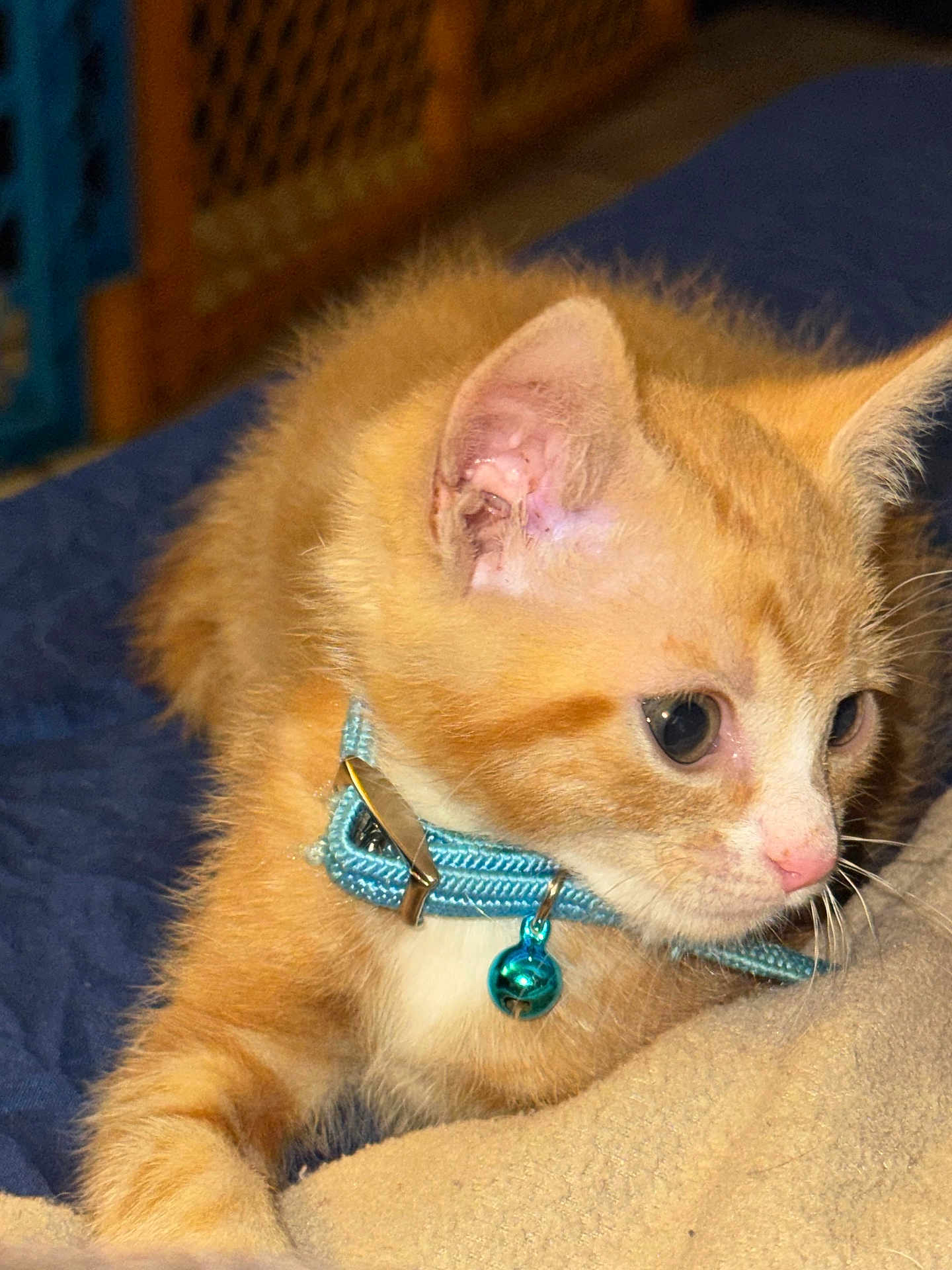 Bunson joined the competition — help win amazing prizes! kitten, cat, orange_tabby, collar, bell, pet, feline, young_animal, whiskers, ears, fur, indoor, blanket, closeup, cute, animal, domestic_cat, curious, resting, soft