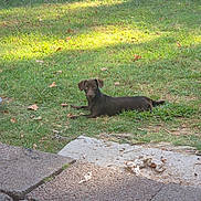 Buster is registered to the contest to win money with this photo: