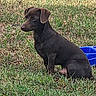 Buster is registered to the contest to win money with this photo: alert, animal, backyard, blue_pool, brown_dog, canine, companion, dog, floppy_ears, grass, nature, outdoor, pet, portrait, puppy, short_hair, side_profile, sitting, summer, yard