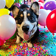 Legend is registered to the contest to win money with this photo: dog, corgi, puppy, balloons, confetti, colorful, celebration, party, tongue_out, happy, cute, pet, animal, indoors, closeup, playful, festive, smiling, black_and_white, background_blur