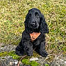 puppy, dog, black_dog, harness, outdoor, grass, moss, stone_wall, pet, cute, animal, sitting, young_dog, nature, fur, ears, leash, portrait, canine, adorable