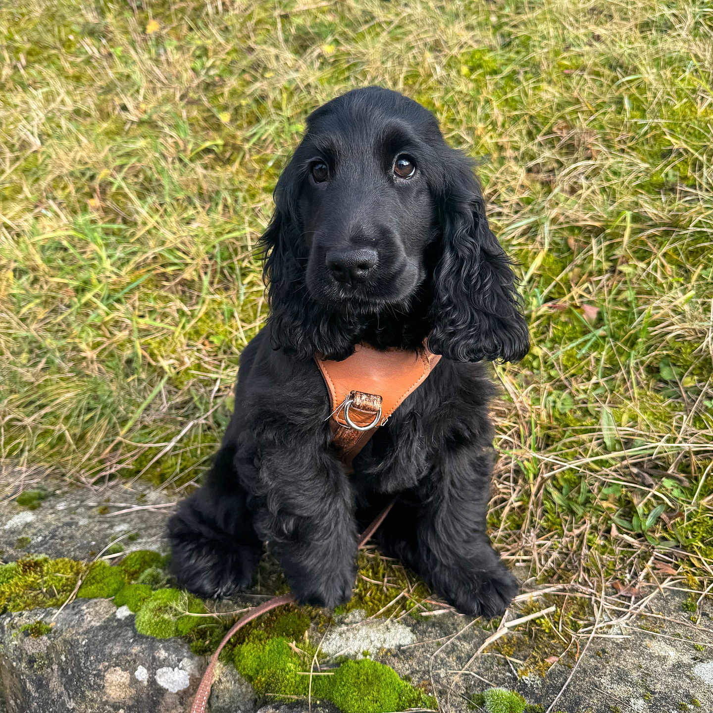 Saphir participe au concours pour gagner de l'argent avec cette photo : puppy, dog, black_dog, harness, outdoor, grass, moss, stone_wall, pet, cute, animal, sitting, young_dog, nature, fur, ears, leash, portrait, canine, adorable