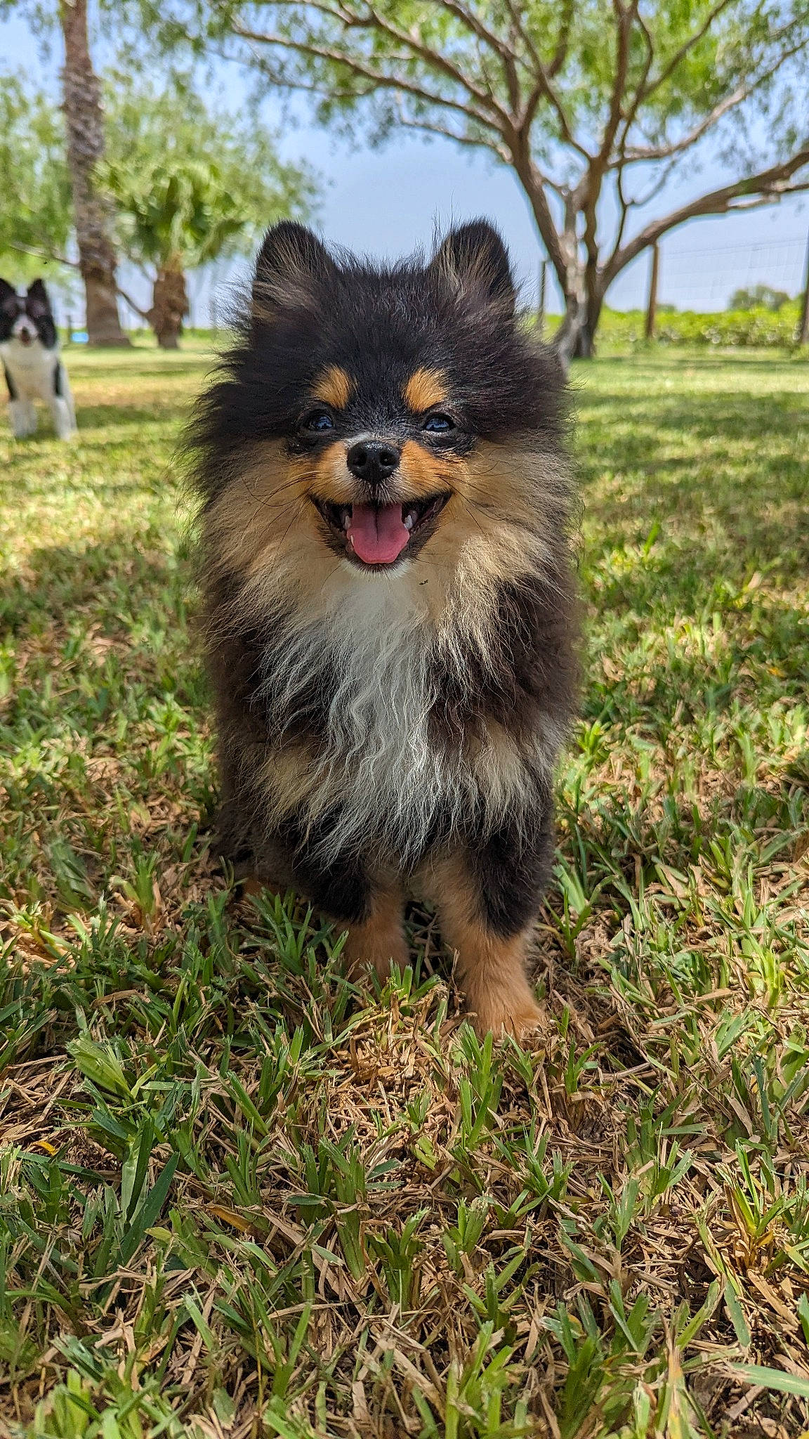 Rocky joined the competition — help win amazing prizes! automotive_tire, canidae, carnivore, companion_dog, dog, dog_breed, fur, grass, herding_dog, plant, sky, smile, snout, sporting_group, terrestrial_animal, tree, whiskers, wildlife, working_dog