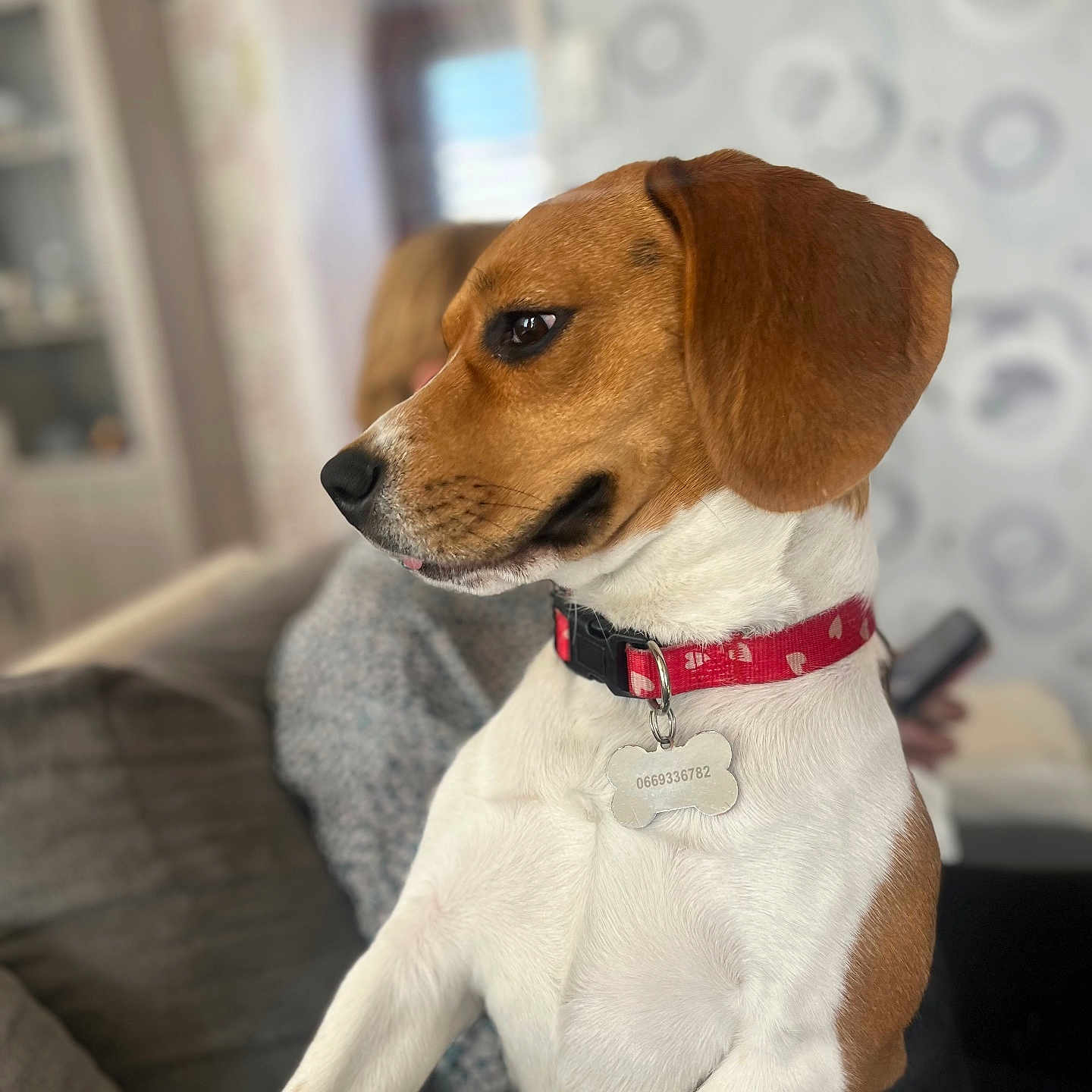 Choupette participe au concours pour gagner de l'argent avec cette photo : accessories, animal, beagle, canine, collar, couch, cushion, dog, formalwear, furniture, homedecor, hound, indoors, leash, pet, pointer, puppy, snout, strap, tie