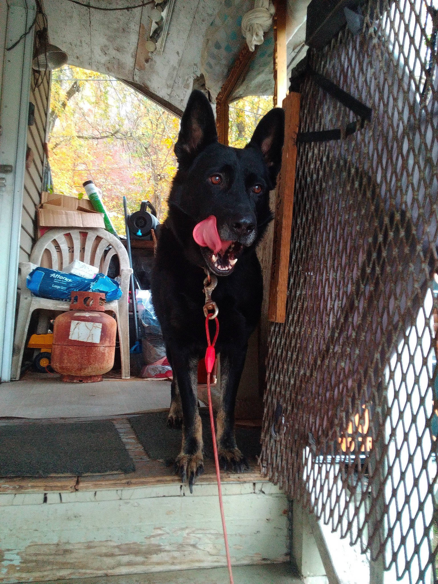 Polly is registered to the contest to win money with this photo: canidae, carnivore, collar, companion_dog, dog, dog_breed, dog_collar, dog_supply, fashion_accessory, fawn, fence, leash, mammal, mesh, pet_supply, snout, sporting_group, toy_dog, vertebrate, working_animal