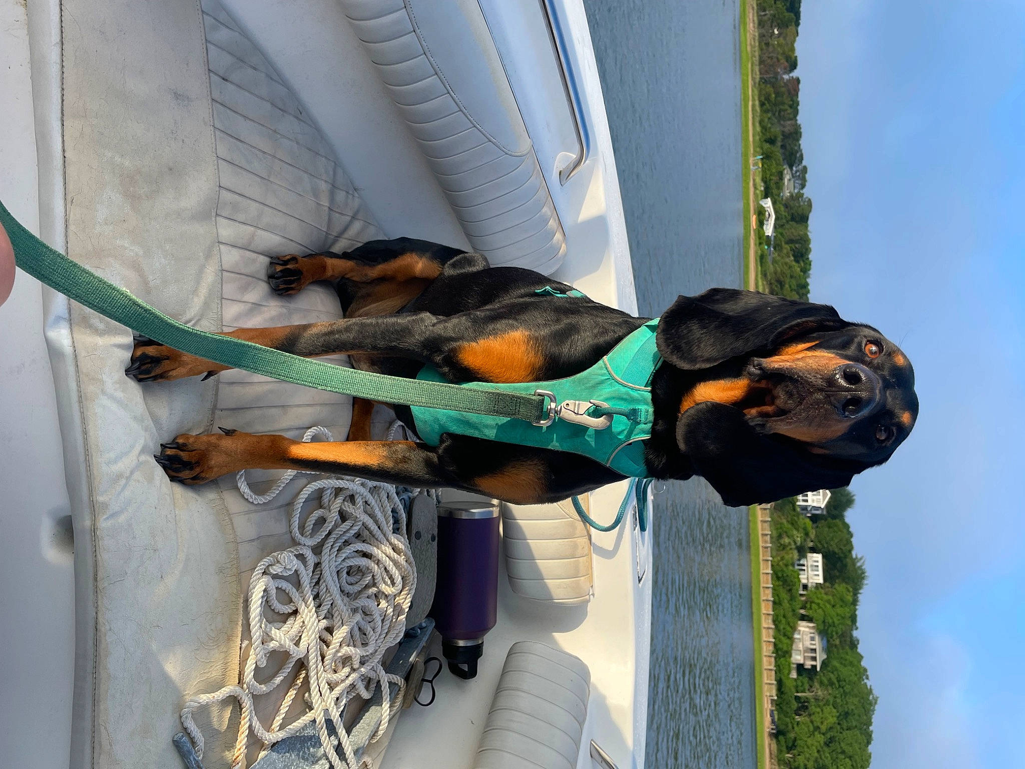 Millie is registered to the contest to win money with this photo: adventure, canidae, carnivore, collar, companion_dog, dog, dog_breed, dog_supply, hat, leash, pet_supply, sky, sporting_group, vehicle, vehicle_door, window, windshield, wire, working_dog